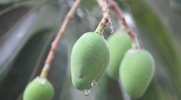 কাঁচা আমের মিষ্টি ঘ্রাণে মুখরিত চারদিক