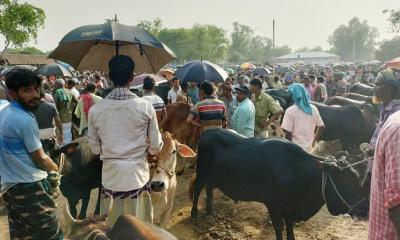 সাত মাইল পশু হাটের খাজনা আদায়ে অনিয়ম-দুর্নীতির অভিযোগ