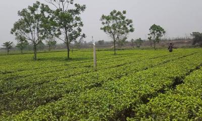ঠাকুরগাঁও সীমান্তে ভারতের কাছ থেকে জমি উদ্ধার