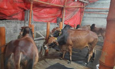 ক্রেতা আসতে শুরু করেছে গরুর ফার্মে