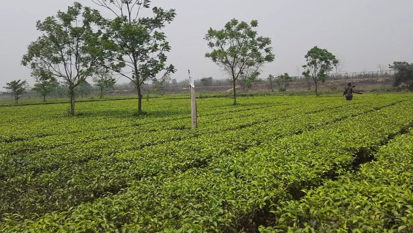 ঠাকুরগাঁও সীমান্তে ভারতের কাছ থেকে জমি উদ্ধার